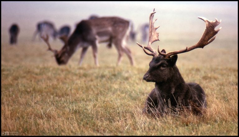 Encountering the deer of Dyrehaven: an immersion into Denmark’s living heritage