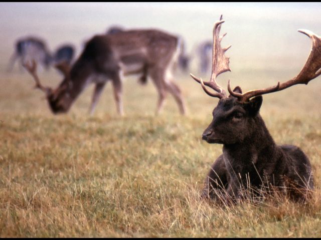 Visiting-deer-of-Dyrehaven