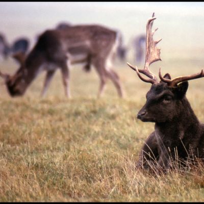 Visiting-deer-of-Dyrehaven