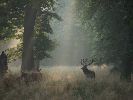 Everything-you-need-to-know-dyrehaven