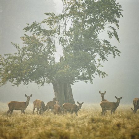 Types-of-deer-dyrehaven