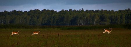 Kalvebod-Fælled-wild-animals