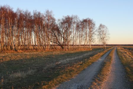 Kalvebod-Fælled-family-friendly-walking-paths